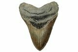 Fossil Megalodon Tooth - North Carolina #328320-1
